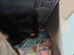 -瑞派·关忠动物医院·猫专科·犬专科(三环新城店)