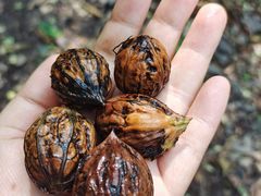 -云岫谷游猎自然风景区