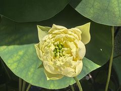 -云溪植物园