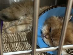 -米苏动物医院·犬猫专科·骨科外科内窥镜