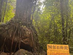-莫里热带雨林景区