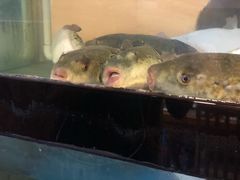 -天正河鲀·河豚亭(大连店)