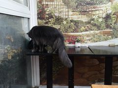 -猫小院猫主题咖啡厅(北锣店)