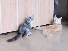 -十年猫舍·猫咪专门店(普陀店)