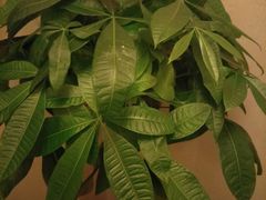 -鸥迪足道(建大店)