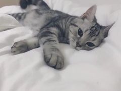 -1013 PET SHOP精品宠物商店(丁香店)