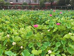 -四川大学(望江校区)