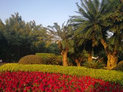 -金花茶公园