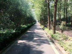 -合肥滨湖国家森林公园