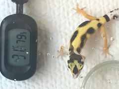 -酷以爬仙阁实体爬宠店·守宫·蜥蜴·专业繁育