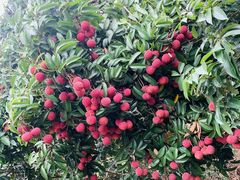 -香山鸡嘴荔枝