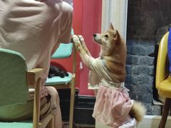 -猫色咖啡·猫咖