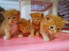 -70cat德文卷毛猫·缅因猫纯种猫舍