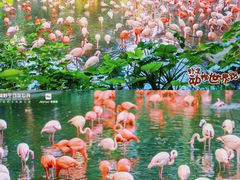 -广州长隆野生动物世界