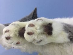-喵的天空名猫咖啡馆·撸猫·猫舍·用品