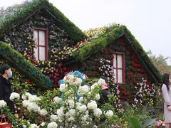 -荷兰花海