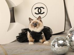 -超宠爱宠物摄影-Super pet