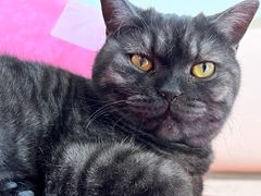-Sweet cat·星愿猫咖(国贸大厦店)
