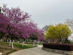 -羊山湖公园
