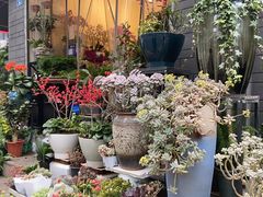 -青石桥花鸟鱼虫市场(叠翠城店)