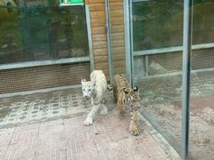 -西霞口神雕山野生动物世界