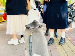 -小吴肠粉