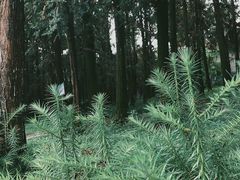 -象山森林公园