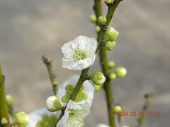 -无锡梅园公园