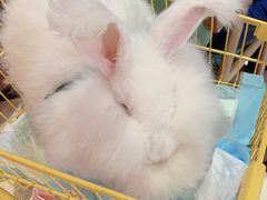 -猫色咖啡·猫咖
