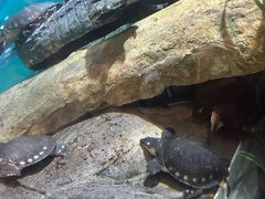 -上海海洋水族馆