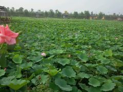 android_upload_pic-灵山莲花公园-温泉度假区