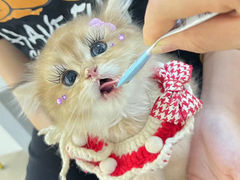-lincat·猫舍(广州店)