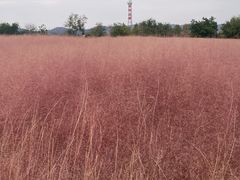 -羊亭河湿地公园