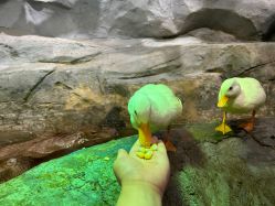 -Zoolung Zoolung动物主题公园(海信广场店)