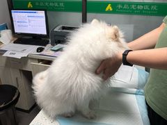 -半岛宠物医院24小时(科华中路店)