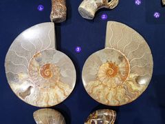 -青岛贝壳博物馆