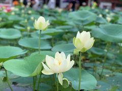 -白洋淀景区