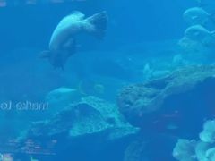 -迪拜水族馆及水下动物园