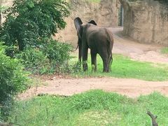 -奥兰多迪士尼动物王国乐园