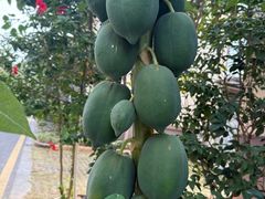 -美的鹭湖森林度假区