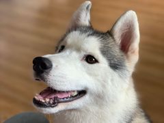 -Husky Go! 哈士奇体验馆·宠物咖啡厅狗咖