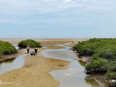 -北海金海湾红树林生态旅游区