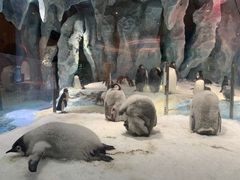 -帝企鹅自助餐厅•儿童岛•真企鹅(长隆企鹅酒店)