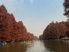 -上海海湾国家森林公园