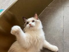 -飞行喵MR PILOT|猫舍·猫咖(静安大融城店)