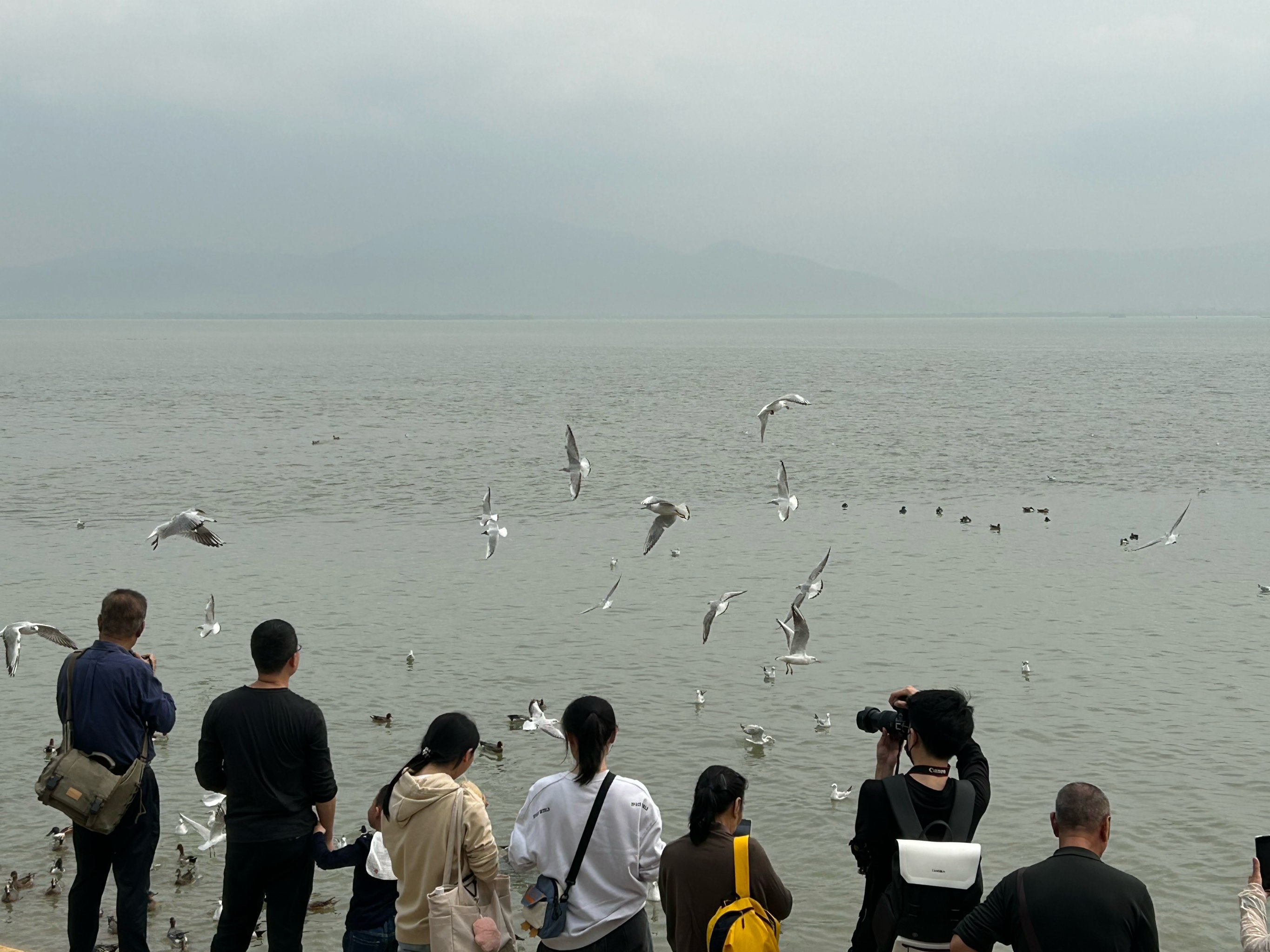 深圳湾美景图片