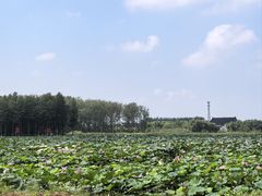 -渌洋湖湿地公园