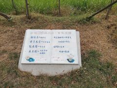 -微山湖红荷湿地景区