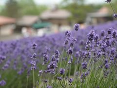 -富田农场