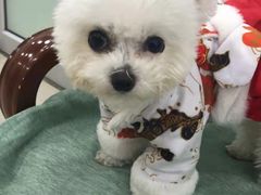 -佳雯宠物医院·皮肤科·内外科(春晓路分院)